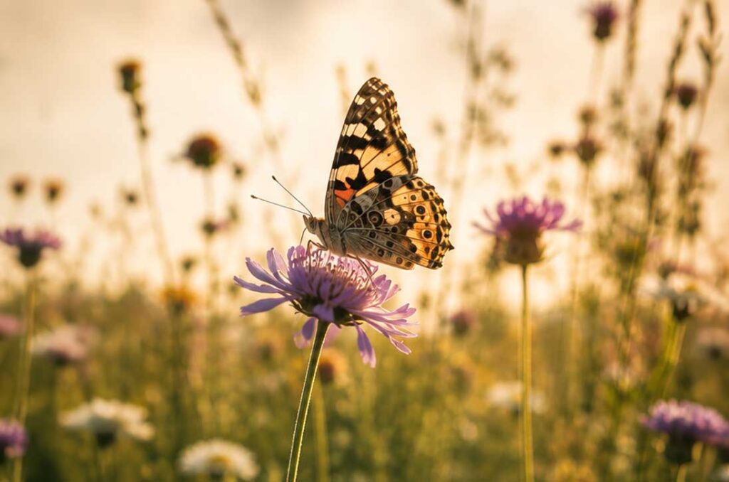Schmetterling auf einer Wildblume im Abendlicht als Symbol für Vielfalt, Biodiversität und Gleichberechtigung.